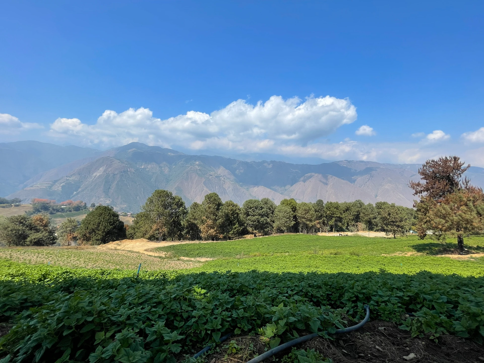Cultivos en Finca Jajó