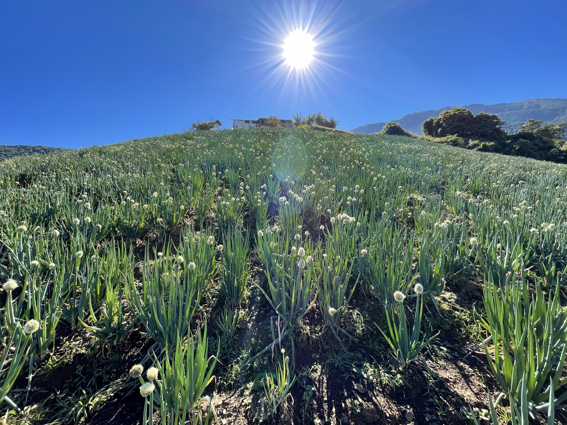 Cultivos con vista a los Andes